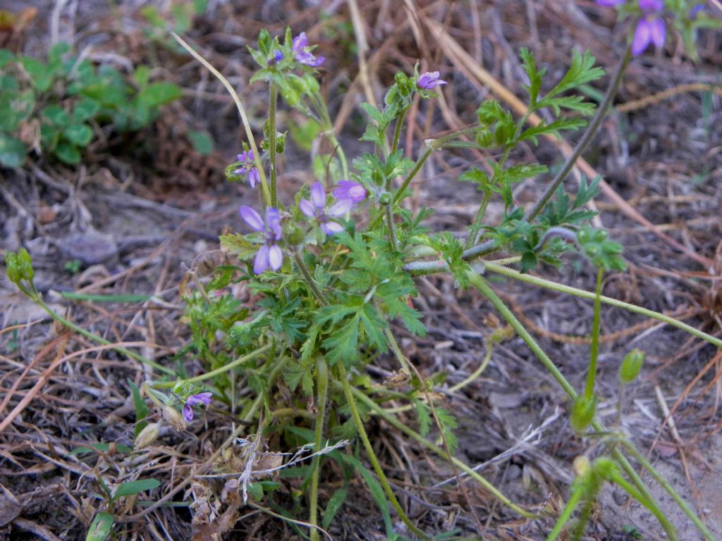 quale Erodium?